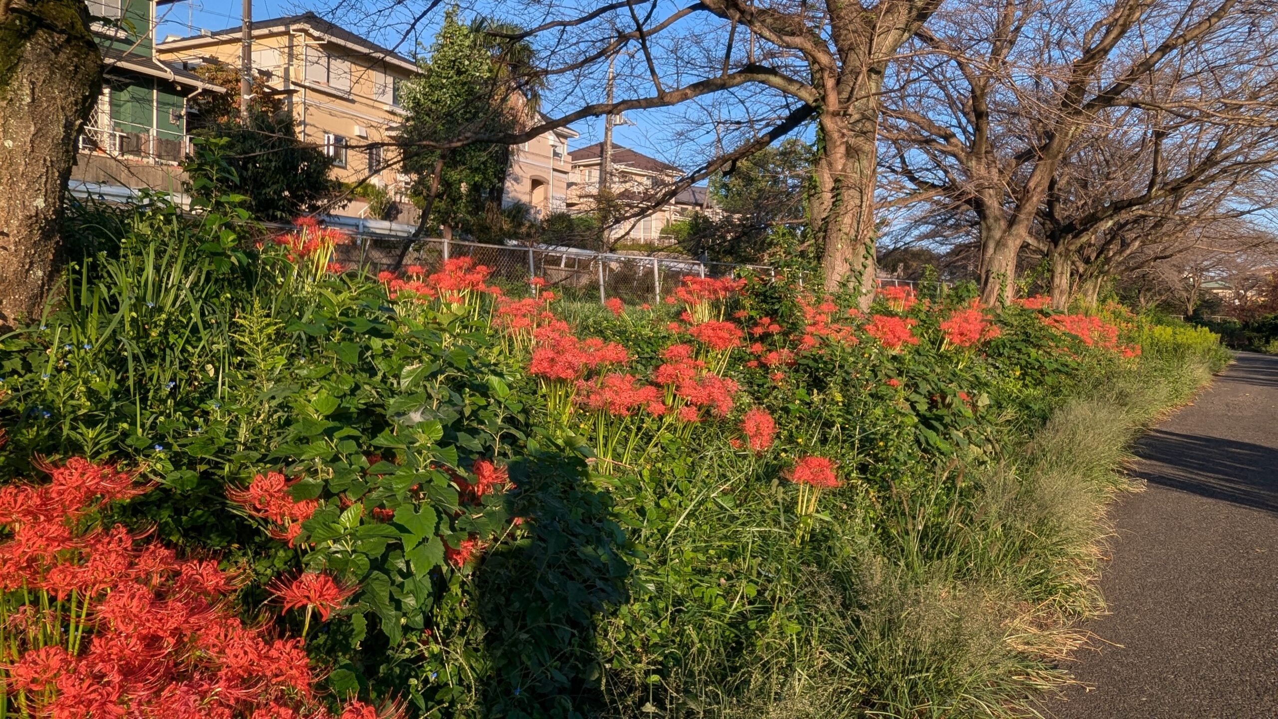 彼岸花咲いている見沼代用水を走る