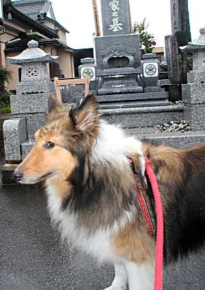 お墓参りです