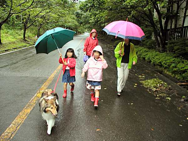 散歩の時も雨でした