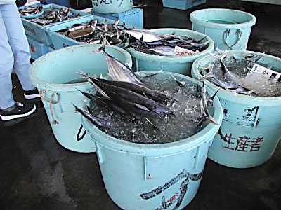 漁港にて　カツオ売ってるよ