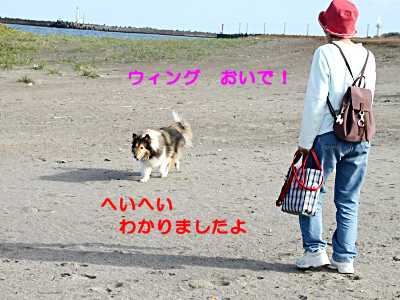 ウィング　おいで