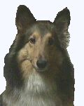 ウィングの顔