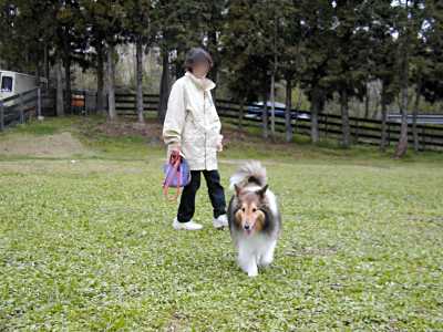 ドッグランでママと遊んでます