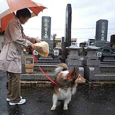 若松でお墓参り