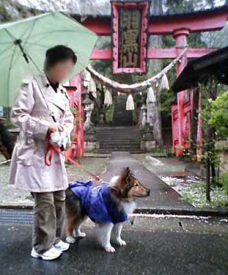 雨の中の散歩
