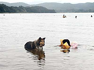 湖水で固まるウィング
