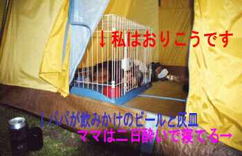 朝、パパがフラフラで撮った写真