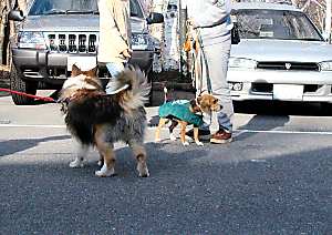 ビーグルちゃんと一緒にお散歩