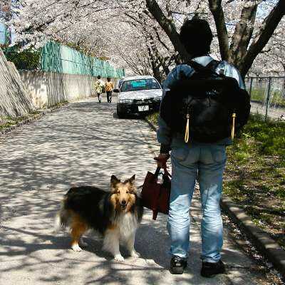 小学校周辺です