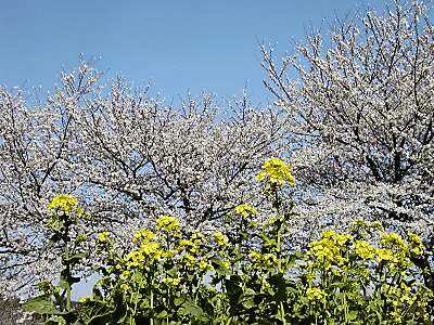 青空・桜・菜の花