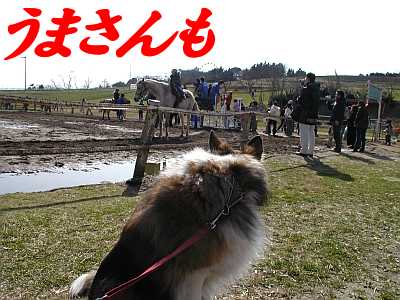 うまさんも