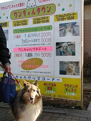 ワンちゃんタウンって言っても私はゆっくりできません