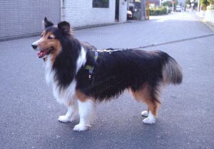 シェル君