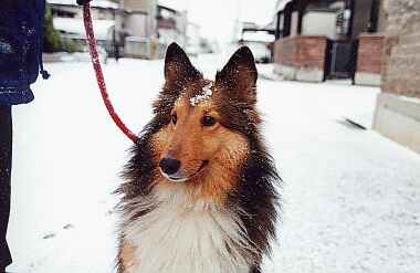 雪を鼻先につけて、おすまし