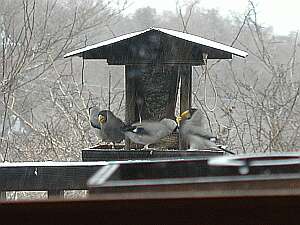 鳥も来てる